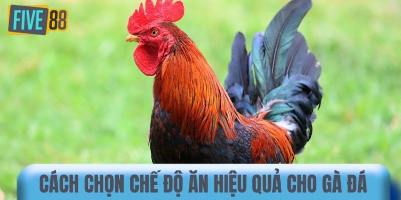 Cách chọn chế độ ăn hiệu quả cho gà đá