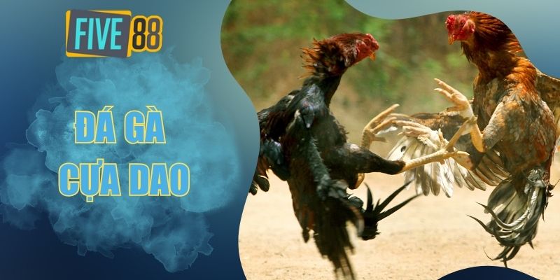 Đá gà cựa dao