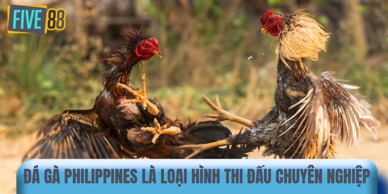Đá gà Philippines là loại hình thi đấu chuyên nghiệp
