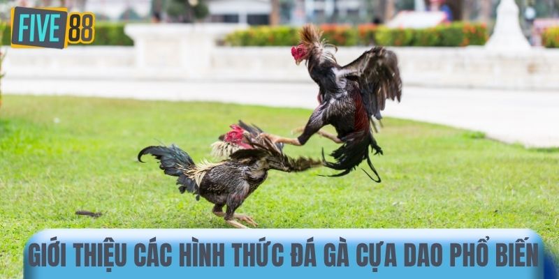 Giới thiệu các hình thức đá gà cựa dao phổ biến