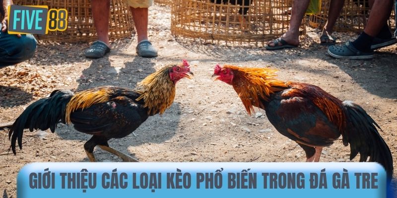 Giới thiệu các loại kèo phổ biến trong đá gà tre