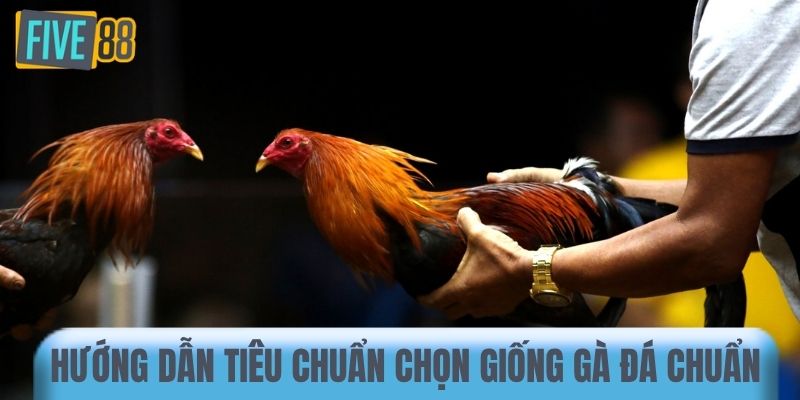 Hướng dẫn tiêu chuẩn chọn giống gà đá chuẩn