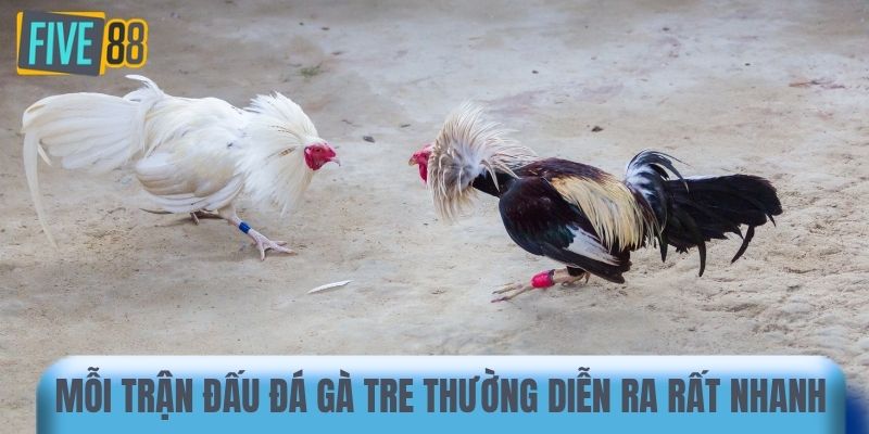 Mỗi trận đấu đá gà tre thường diễn ra rất nhanh 