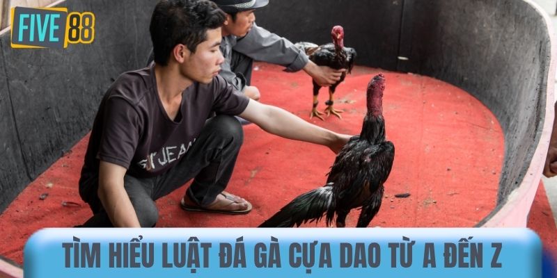 Tìm hiểu luật đá gà cựa dao từ A đến Z