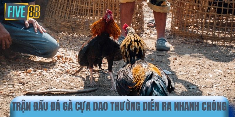 Trận đấu đá gà cựa dao thường diễn ra nhanh chóng