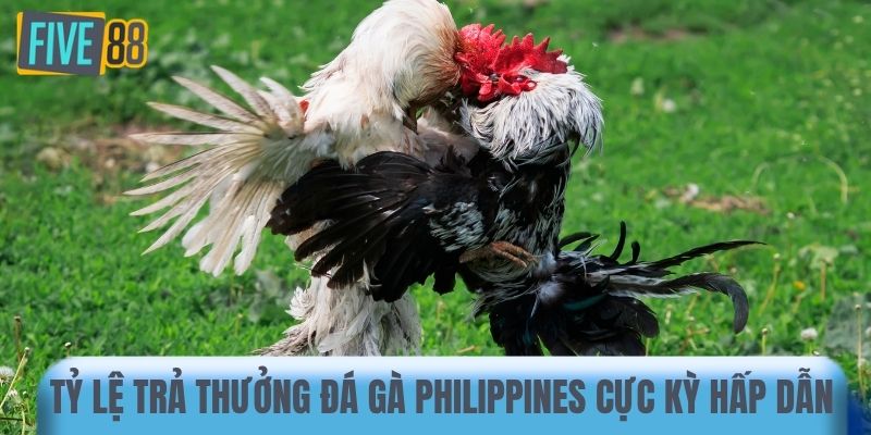 Tỷ lệ trả thưởng đá gà Philippines cực kỳ hấp dẫn 